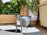 Sonya, a female Italian Greyhound for sale in Nappanee, IN – 4 of 7