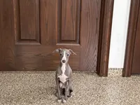 Olive, a female Italian Greyhound for sale in Nappanee, IN – 7 of 9