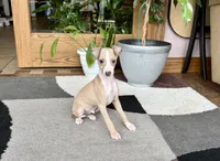 Chris, a male Italian Greyhound for sale in Nappanee, IN – 9 of 9