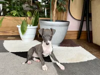 Sonya, a female Italian Greyhound for sale in Nappanee, IN – 7 of 7