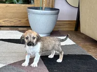 Sally , a female Havanese and Italian Greyhound for sale in Nappanee, IN – 3 of 8
