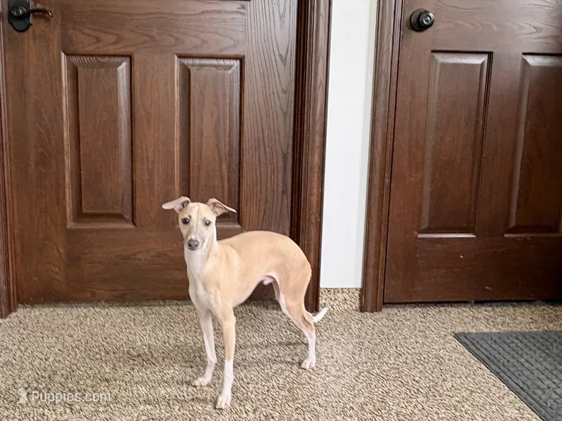 Rocky – Italian Greyhound puppy for sale in Nappanee, IN