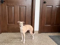 Rocky, a male Italian Greyhound for sale in Nappanee, IN – 2 of 7
