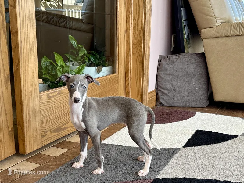 Melanie , a female Italian Greyhound for sale in Nappanee, IN – Photo 1 of 10