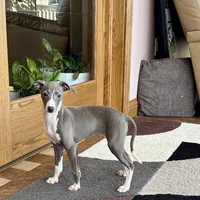 Melanie , a female Italian Greyhound for sale in Nappanee, IN – Photo 1 of 10