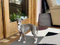 Melanie , a female Italian Greyhound for sale in Nappanee, IN – Photo 1 of 10
