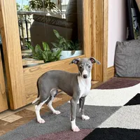 Melanie , a female Italian Greyhound for sale in Nappanee, IN – Photo 9 of 10