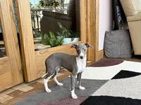 Melanie , a female Italian Greyhound for sale in Nappanee, IN – Photo 9 of 10