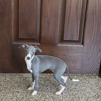 Melanie , a female Italian Greyhound for sale in Nappanee, IN – Photo 6 of 10
