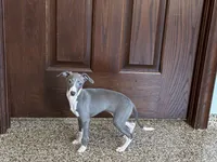 Melanie , a female Italian Greyhound for sale in Nappanee, IN – Photo 6 of 10