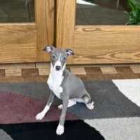 Melanie , a female Italian Greyhound for sale in Nappanee, IN – Photo 4 of 10