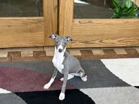 Melanie , a female Italian Greyhound for sale in Nappanee, IN – Photo 4 of 10