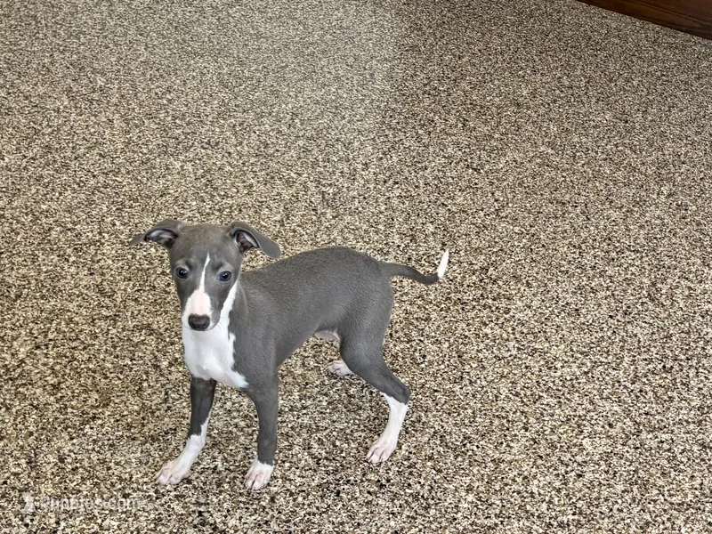 Melanie  – Italian Greyhound puppy for sale in Nappanee, IN