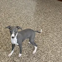 Melanie , a female Italian Greyhound for sale in Nappanee, IN – Photo 10 of 10