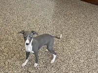 Melanie , a female Italian Greyhound for sale in Nappanee, IN – Photo 10 of 10