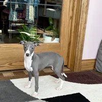 Melanie , a female Italian Greyhound for sale in Nappanee, IN – Photo 5 of 10