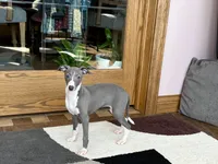 Melanie , a female Italian Greyhound for sale in Nappanee, IN – Photo 5 of 10