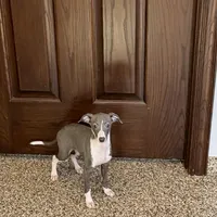 Melanie , a female Italian Greyhound for sale in Nappanee, IN – Photo 2 of 10