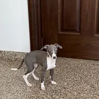 Melanie , a female Italian Greyhound for sale in Nappanee, IN – Photo 3 of 10