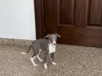 Melanie , a female Italian Greyhound for sale in Nappanee, IN – Photo 3 of 10