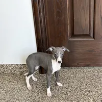 Melanie , a female Italian Greyhound for sale in Nappanee, IN – Photo 7 of 10