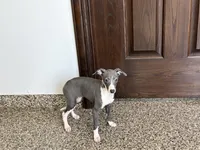 Melanie , a female Italian Greyhound for sale in Nappanee, IN – Photo 7 of 10