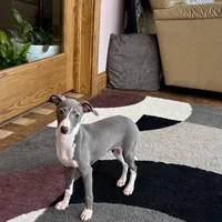 Melanie , a female Italian Greyhound for sale in Nappanee, IN – Photo 8 of 10