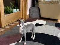 Melanie , a female Italian Greyhound for sale in Nappanee, IN – Photo 8 of 10