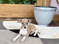 Sally, a female Italian Greyhound for sale in Nappanee, IN – 4 of 7