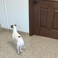 Charity, a female Italian Greyhound for sale in Nappanee, IN – Photo 6 of 7