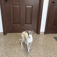 Charity, a female Italian Greyhound for sale in Nappanee, IN – Photo 4 of 7