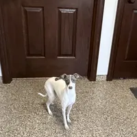 Charity, a female Italian Greyhound for sale in Nappanee, IN – Photo 3 of 7