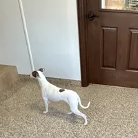 Charity, a female Italian Greyhound for sale in Nappanee, IN – Photo 7 of 7