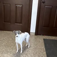 Charity, a female Italian Greyhound for sale in Nappanee, IN – Photo 1 of 7