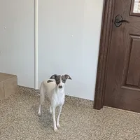 Charity, a female Italian Greyhound for sale in Nappanee, IN – Photo 5 of 7