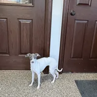 Charity, a female Italian Greyhound for sale in Nappanee, IN – Photo 2 of 7