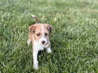 Cade , a male Havanese and Italian Greyhound for sale in Nappanee, IN – 6 of 10