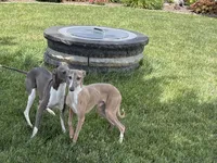 Derek, a male Italian Greyhound for sale in Nappanee, IN – 5 of 5