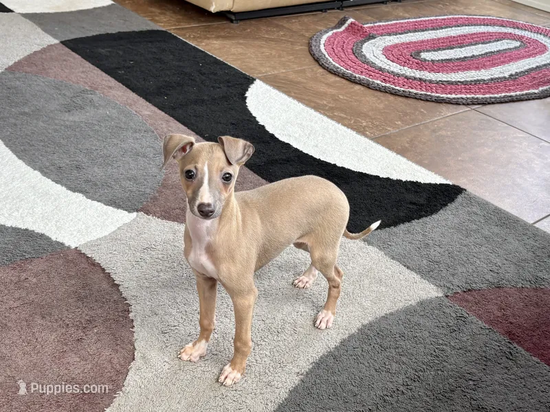Leora – Italian Greyhound puppy for sale in Nappanee, IN