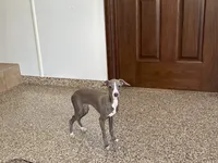 Lena, a female Italian Greyhound for sale in Nappanee, IN – 2 of 5
