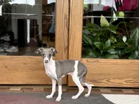 Shadow , a male Italian Greyhound for sale in Nappanee, IN – 2 of 7