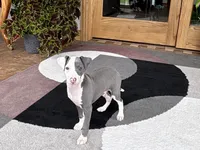 Scottie, a male Italian Greyhound for sale in Nappanee, IN – 3 of 8