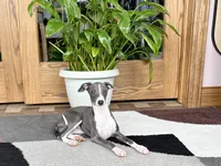 Olive, a female Italian Greyhound for sale in Nappanee, IN – 10 of 10