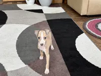 Chris, a male Italian Greyhound for sale in Nappanee, IN – 8 of 9