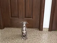 Olive, a female Italian Greyhound for sale in Nappanee, IN – 2 of 9