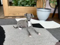 Sonya, a female Italian Greyhound for sale in Nappanee, IN – 6 of 7