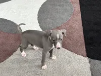 Georgie, a female Italian Greyhound for sale in Nappanee, IN – 10 of 10