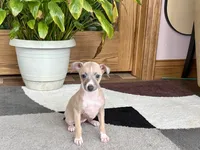 Janie, a female Italian Greyhound for sale in Nappanee, IN – 5 of 10