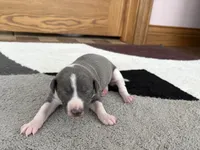 processed/9df88af3-7188-405a-9bb9-986e1332cdaa/listing/69333c54-9245-4868-9031-06fe7b23a666/1432c4e1-6388-48d9-86ae-c28ec7c0c8d2