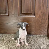 Jenna Lynn , a female Italian Greyhound for sale in Nappanee, IN – Photo 5 of 5